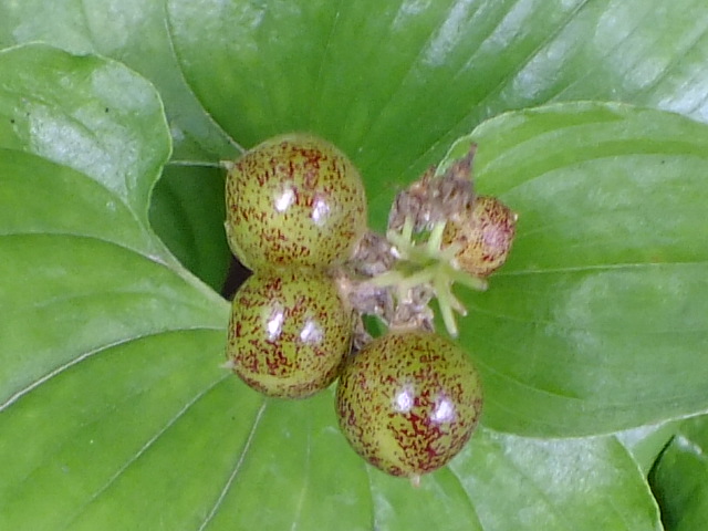 e0145782_2045630.jpg