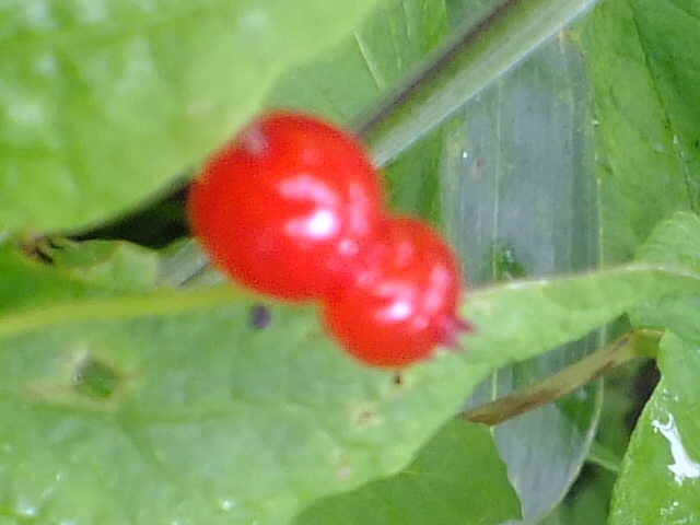 e0145782_2049047.jpg