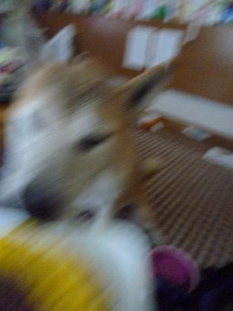 c0123890_1640428.jpg