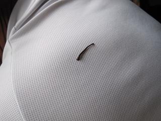 e0119003_1627483.jpg