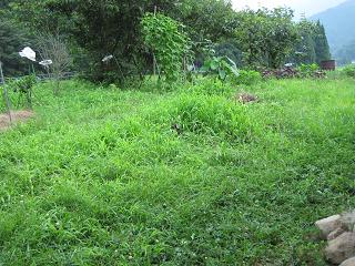 e0119003_1675923.jpg