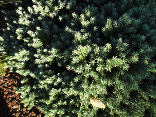 c0105306_1139279.jpg
