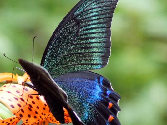 c0042418_7501081.jpg