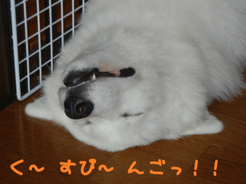 a0269552_803637.gif
