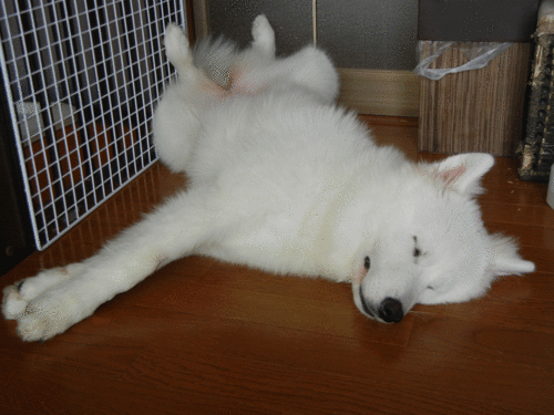 a0269552_862269.gif