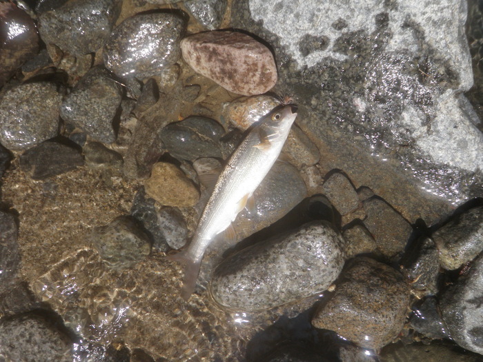 b0120066_1552592.jpg