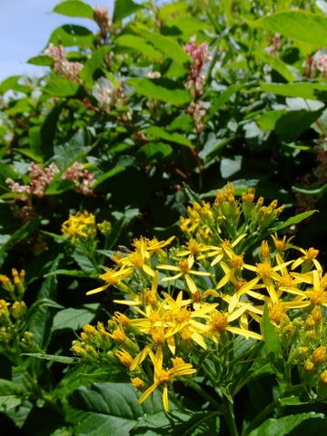 a0043982_19291347.jpg
