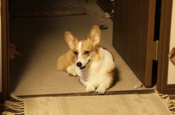 e0071225_144935.jpg