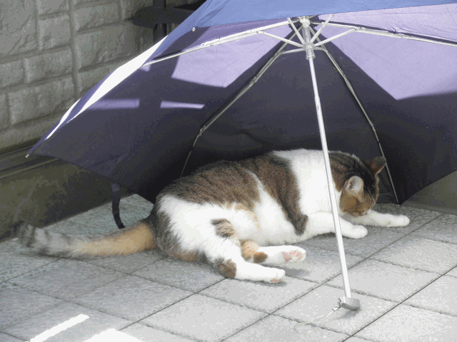 c0136736_16485439.gif