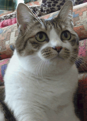 c0136736_16583237.gif