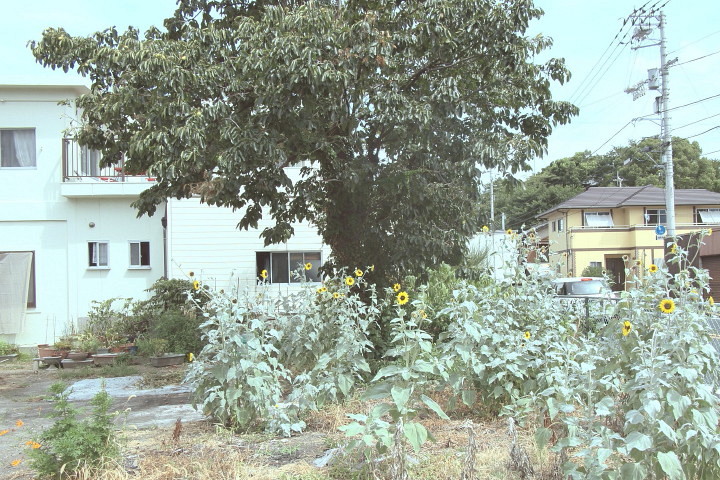 d0241937_1732387.jpg
