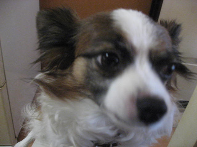 a0149240_155740100.jpg