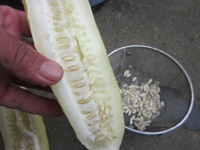 e0181260_20102524.jpg