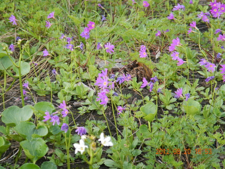 f0036360_2141215.jpg