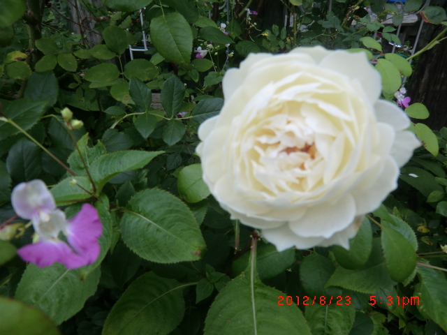 c0078586_2012690.jpg