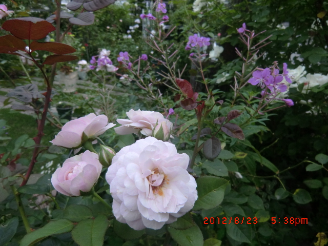 c0078586_20131424.jpg