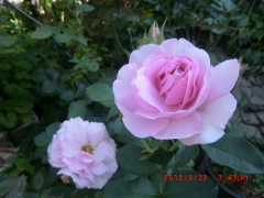 c0078586_20145657.jpg