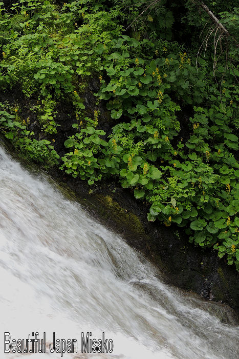 c0067206_20514778.jpg