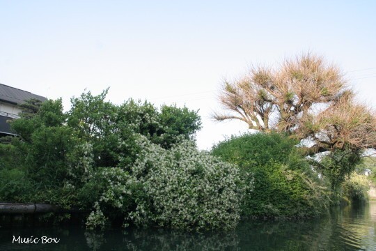 c0071221_20403116.jpg