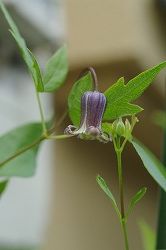 c0093830_1451299.jpg