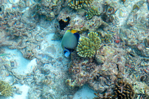 f0190653_1620170.jpg