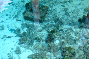 f0190653_1620231.jpg
