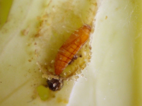 e0045768_2312030.jpg