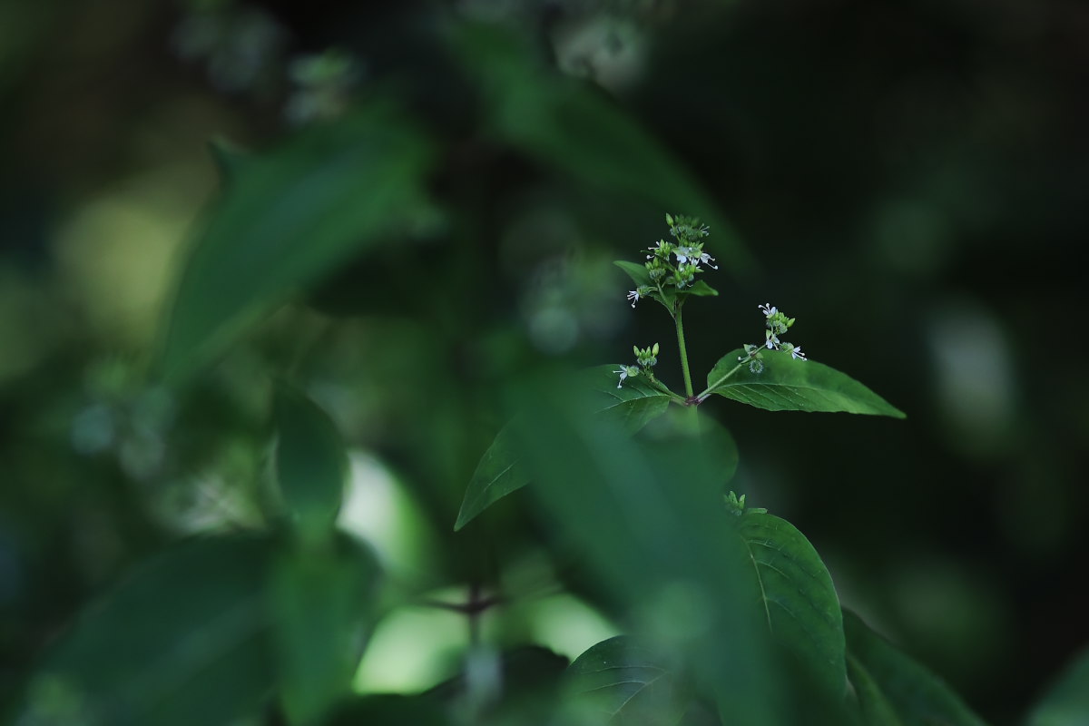 a0083081_8382429.jpg