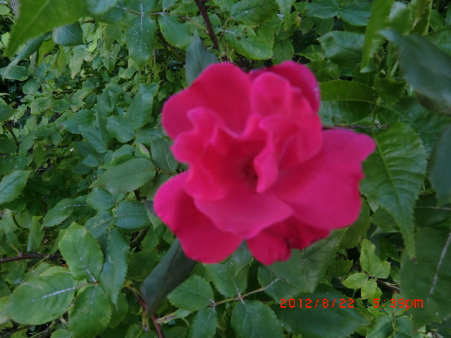 c0078586_749910.jpg