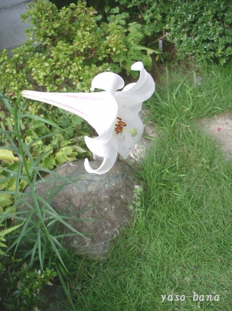 e0025300_1544637.jpg