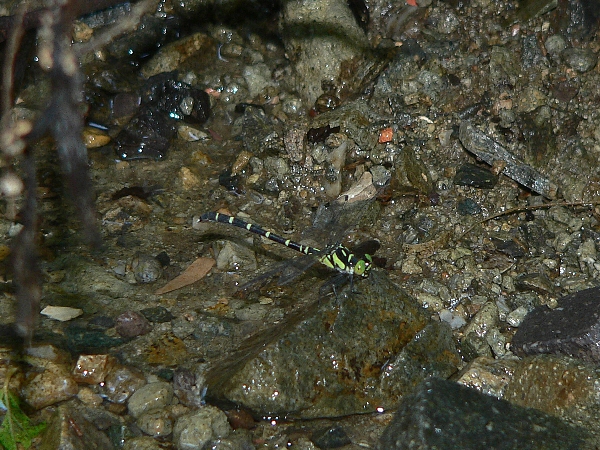e0002314_21452453.jpg