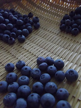 b0181524_17452339.jpg
