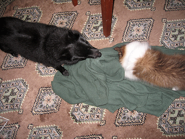 b0066826_9453990.gif