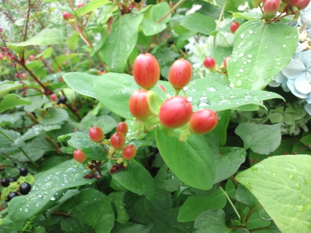 c0117239_9294841.jpg