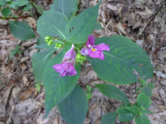 b0061261_23473886.jpg