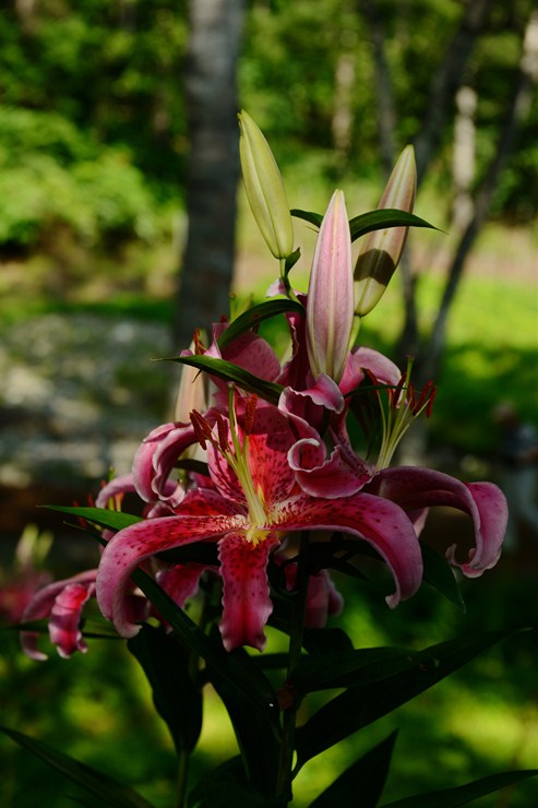 f0222161_12563160.jpg