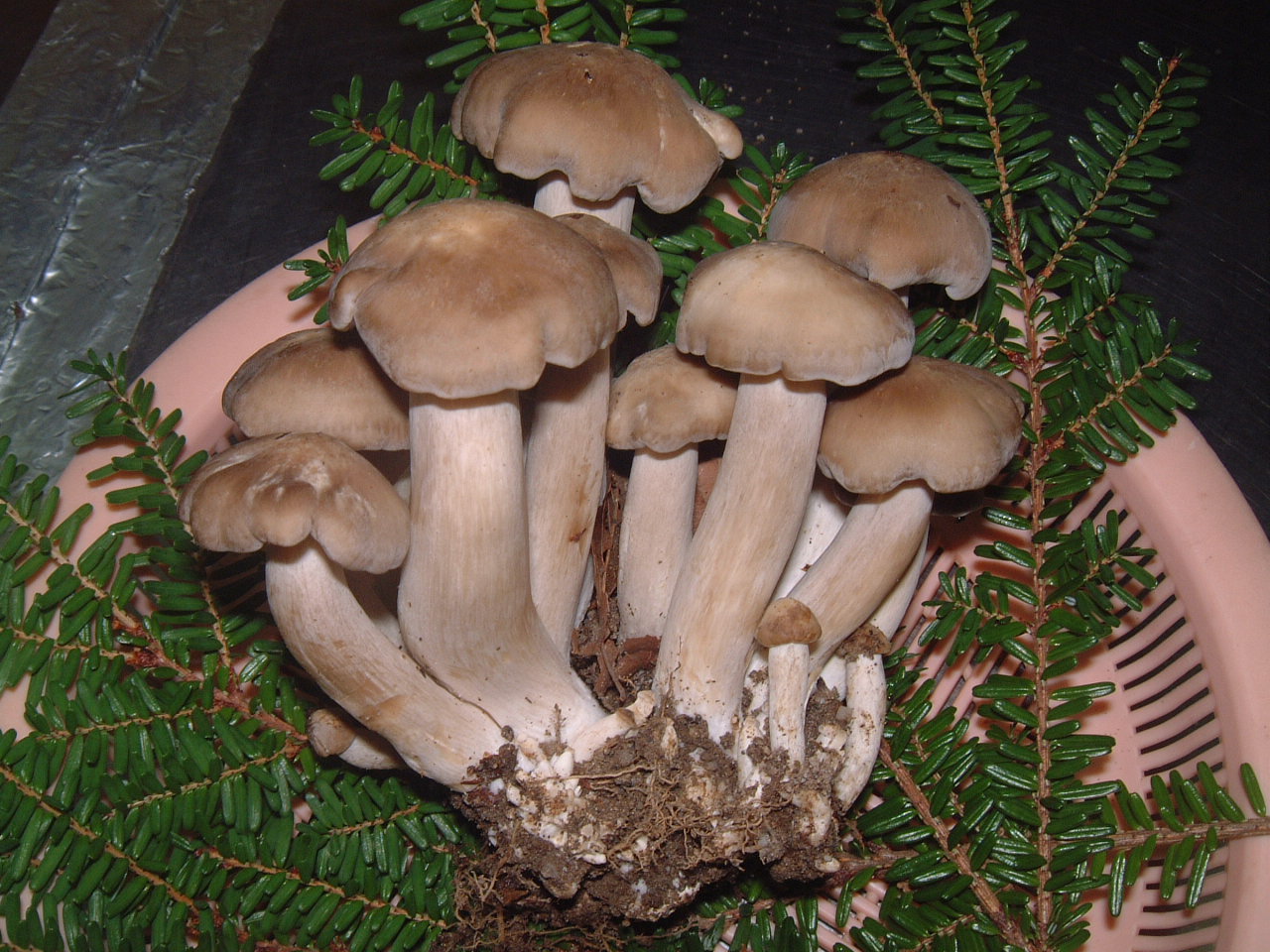 c0237780_15515782.jpg