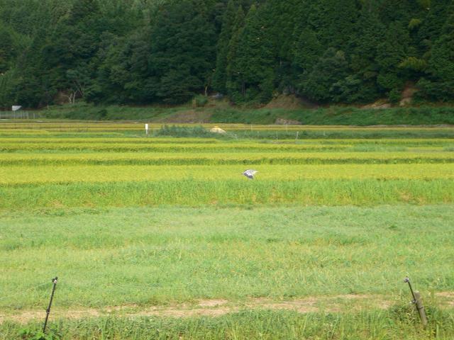 b0042882_172594.jpg