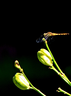 a0222494_2034063.jpg