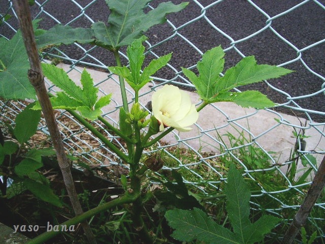 e0025300_20405928.jpg