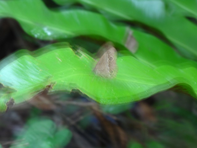 d0037110_14301189.jpg