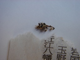 f0000521_6465957.jpg