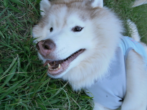 e0121548_10494018.jpg