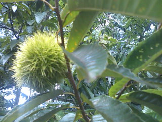 f0061067_1759415.jpg