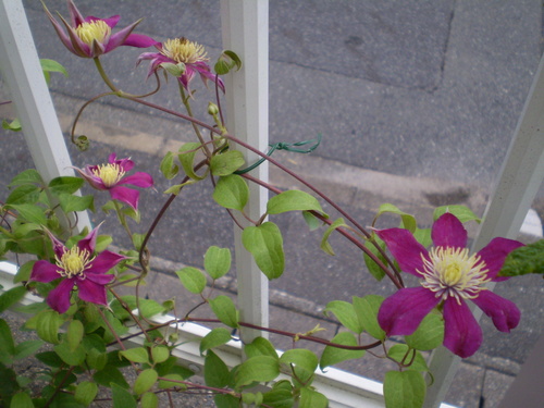 a0135990_20502615.jpg