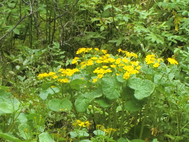 b0044296_21574670.jpg
