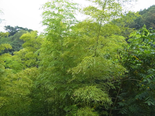 e0203009_2138569.jpg