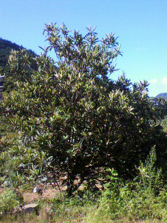 f0036223_90653.jpg