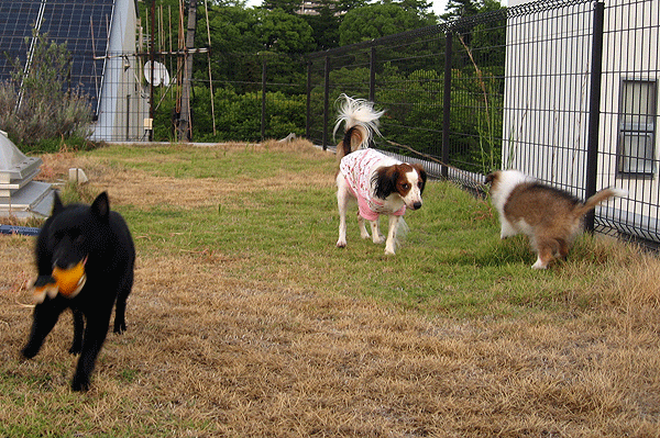 b0066826_1542249.gif