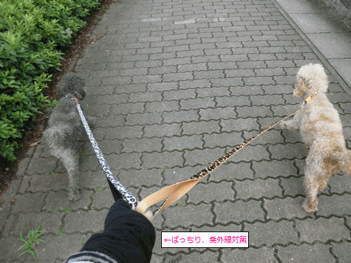 c0136736_13231771.gif